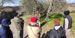 Corso professionale potatura olivo a Sant'Angelo