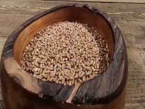 Abbiamo seminato il grano a Sant'Angelo