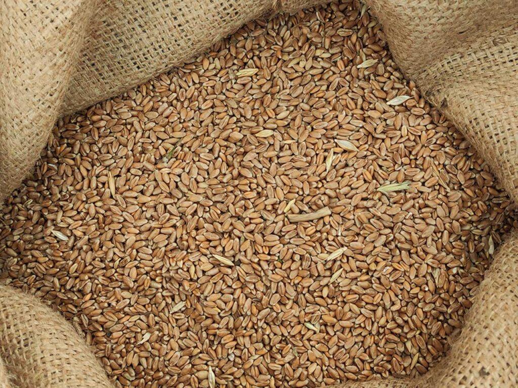 Adotta un seme di grano 2022/2023